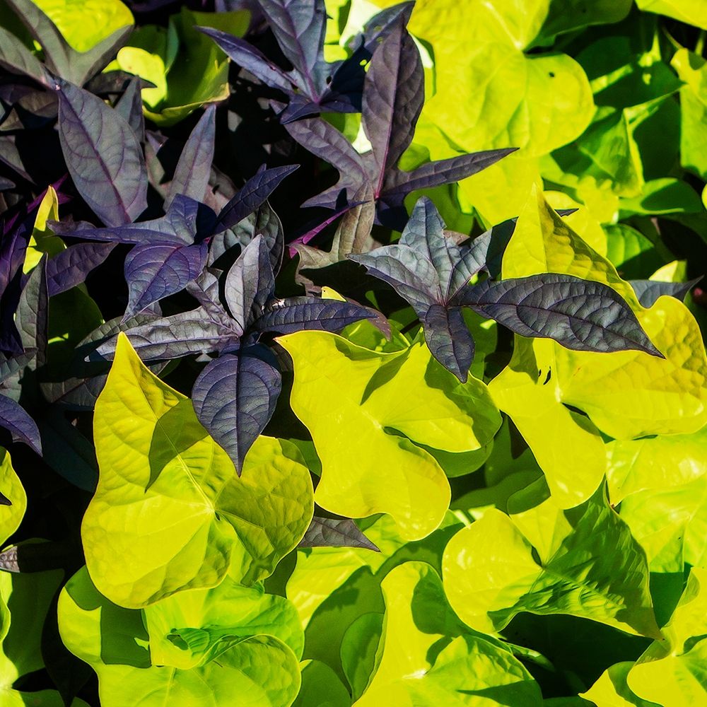 Colorful Leaves I art print by Alan Hausenflock for $57.95 CAD