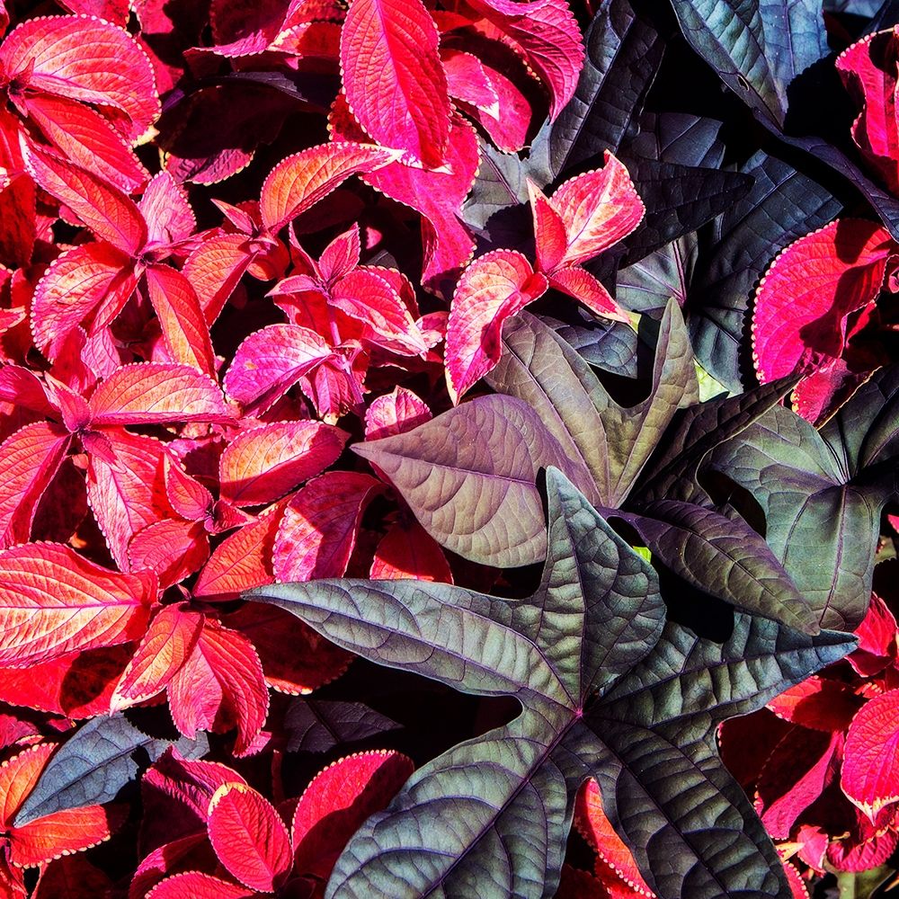 Colorful Leaves II art print by Alan Hausenflock for $57.95 CAD