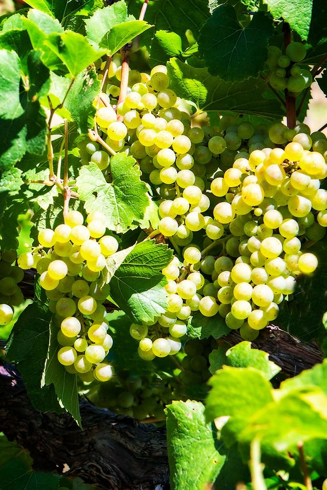 Sunny Vineyard I art print by Alan Hausenflock for $57.95 CAD