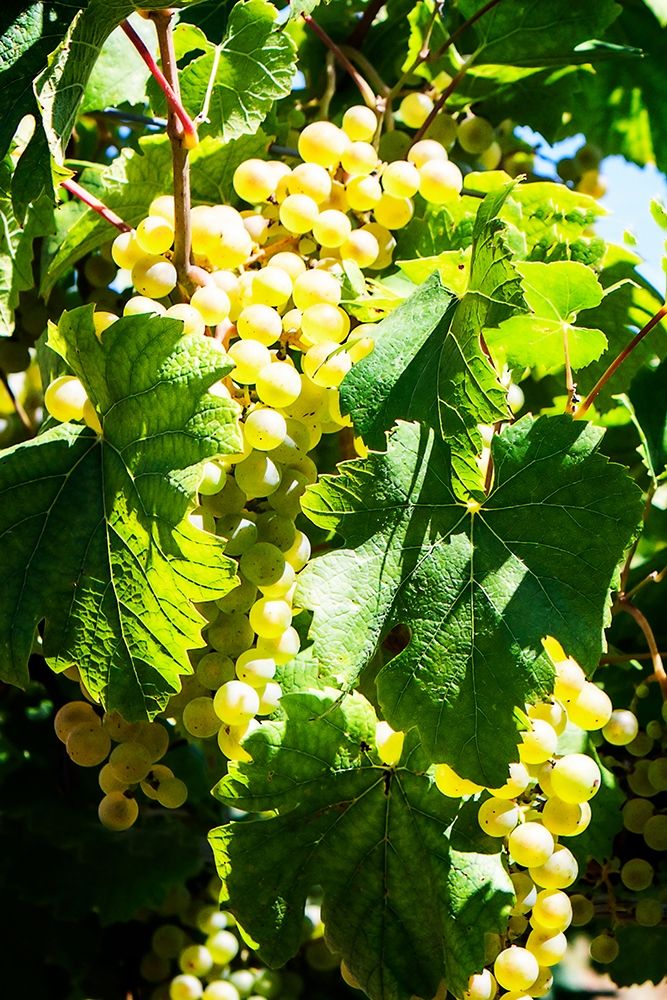 Sunny Vineyard II art print by Alan Hausenflock for $57.95 CAD