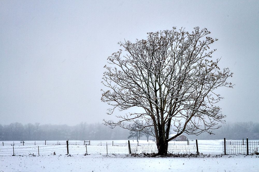 Snowbound I art print by Alan Hausenflock for $57.95 CAD