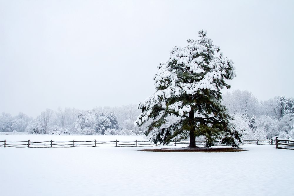 Snowy Sentinel art print by Alan Hausenflock for $57.95 CAD