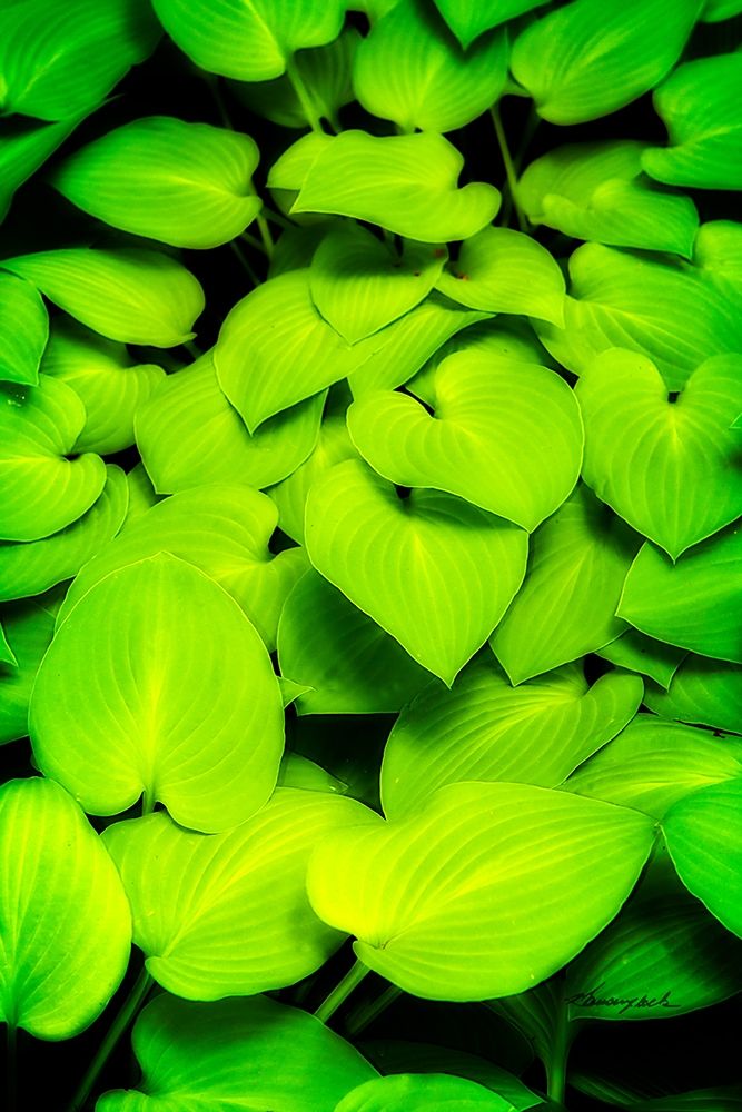 Heart Profusion art print by Alan Hausenflock for $57.95 CAD