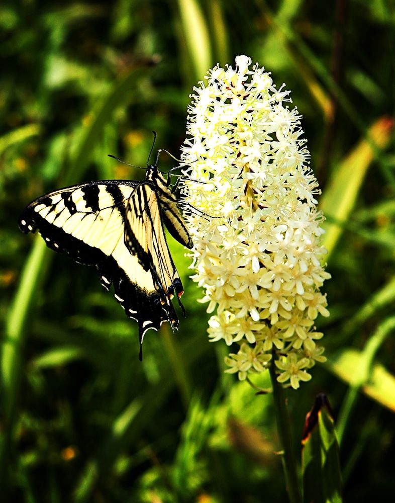 Yellow Butterfly art print by Alan Hausenflock for $57.95 CAD