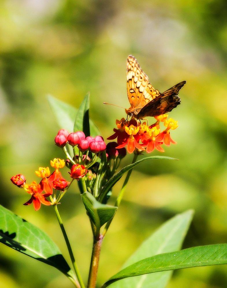 Orange Butterfly art print by Alan Hausenflock for $57.95 CAD