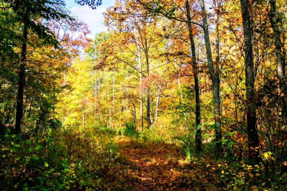Autumn Colors art print by Alan Hausenflock for $57.95 CAD