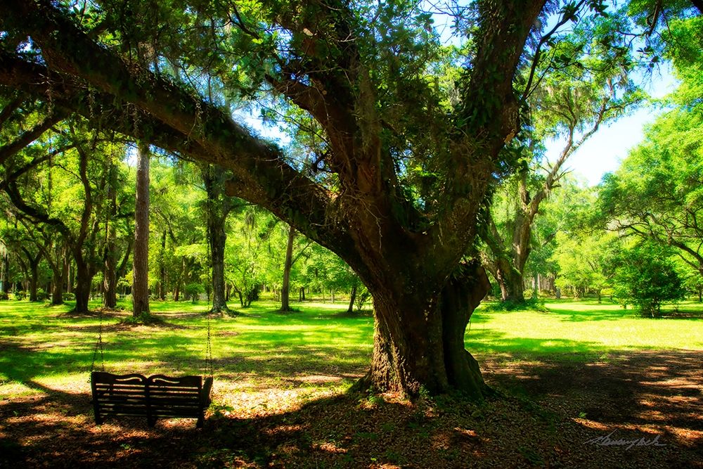 Tree Swing art print by Alan Hausenflock for $57.95 CAD