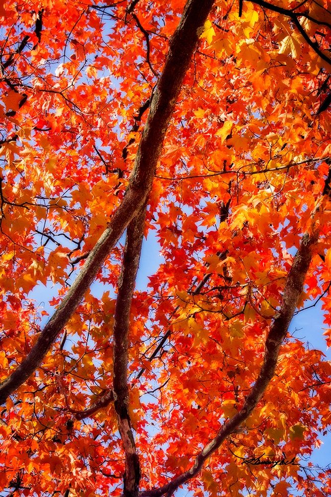 Autumn Glory I art print by Alan Hausenflock for $57.95 CAD