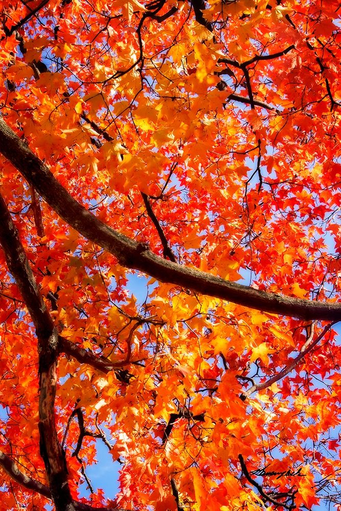 Autumn Glory II art print by Alan Hausenflock for $57.95 CAD