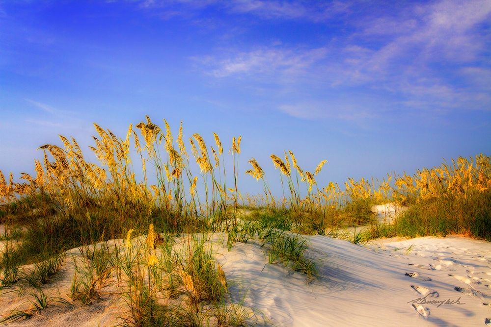 Waving Sea Oats art print by Alan Hausenflock for $57.95 CAD
