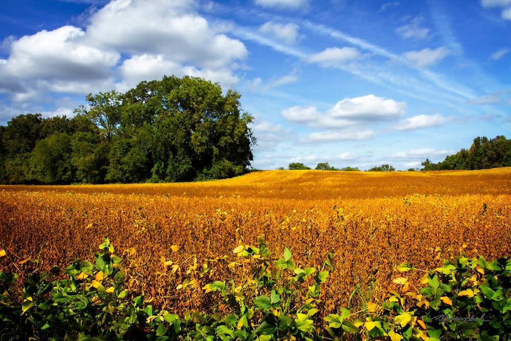 Soybean Harvest art print by Alan Hausenflock for $57.95 CAD