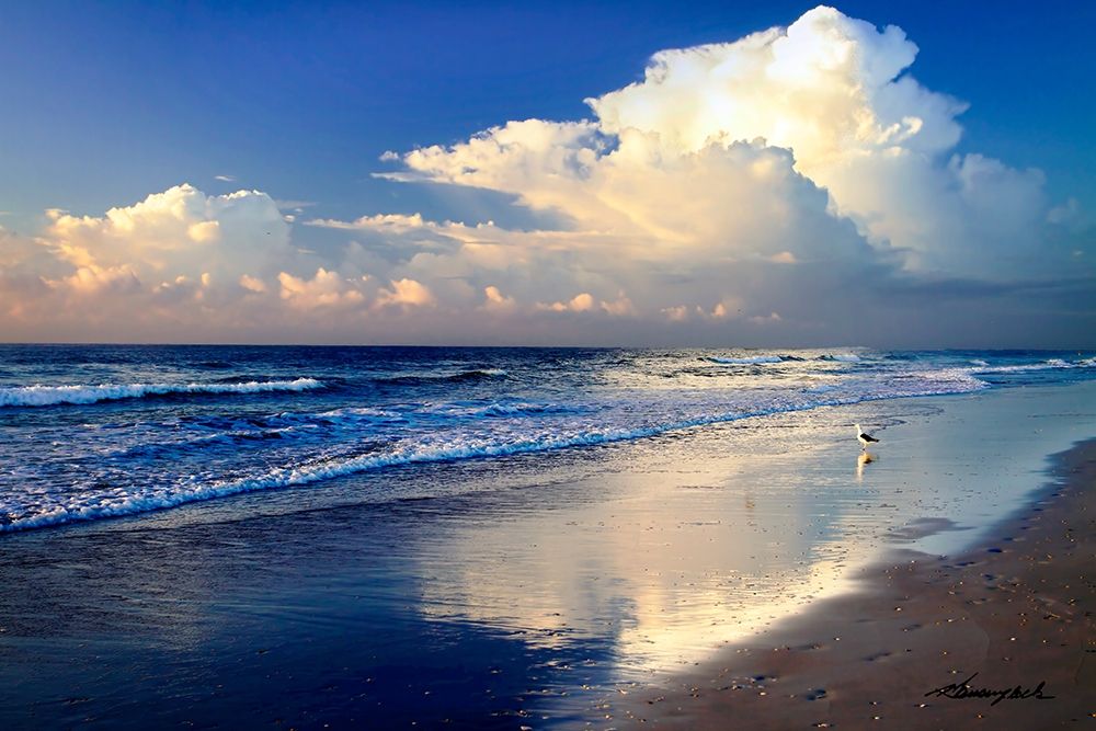 Seagull on the Shore art print by Alan Hausenflock for $57.95 CAD