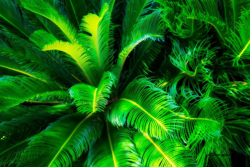 Sago Palms art print by Alan Hausenflock for $57.95 CAD
