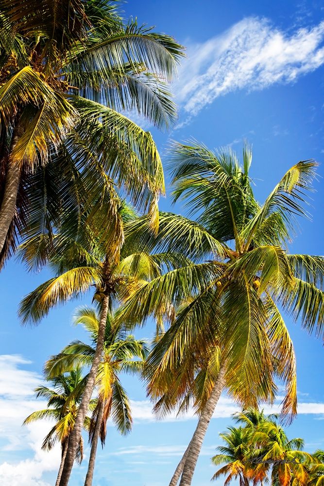 Sunlit Palms art print by Alan Hausenflock for $57.95 CAD