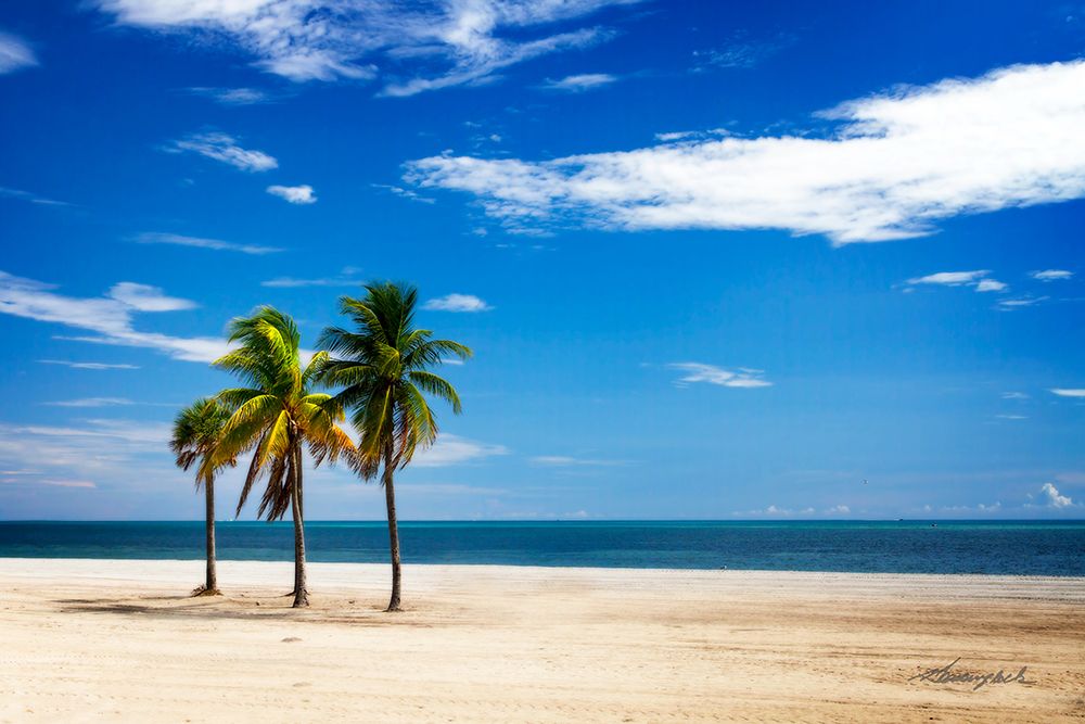 Palms on the Beach III art print by Alan Hausenflock for $57.95 CAD