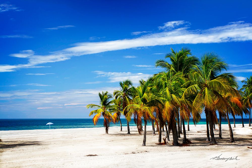 Palms on the Beach IV art print by Alan Hausenflock for $57.95 CAD