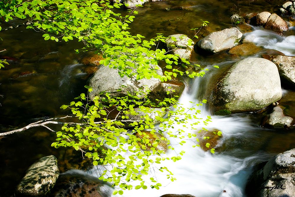 Crabtree Creek art print by Alan Hausenflock for $57.95 CAD