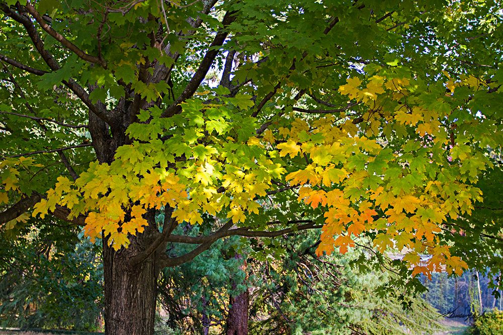 Autumns Beginning art print by Alan Hausenflock for $57.95 CAD