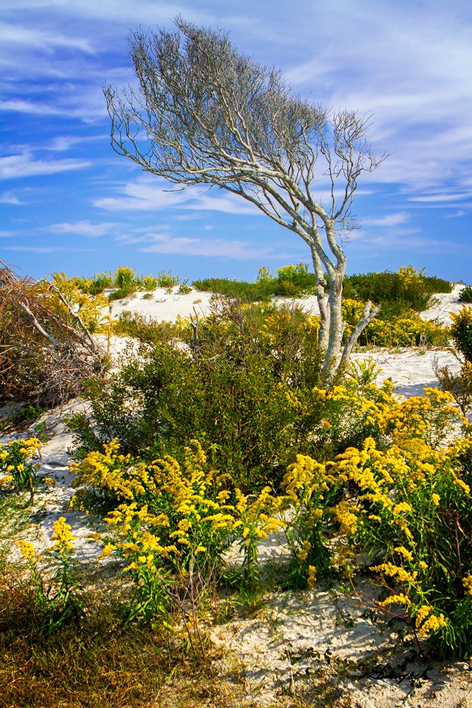 Beach Tree art print by Alan Hausenflock for $57.95 CAD