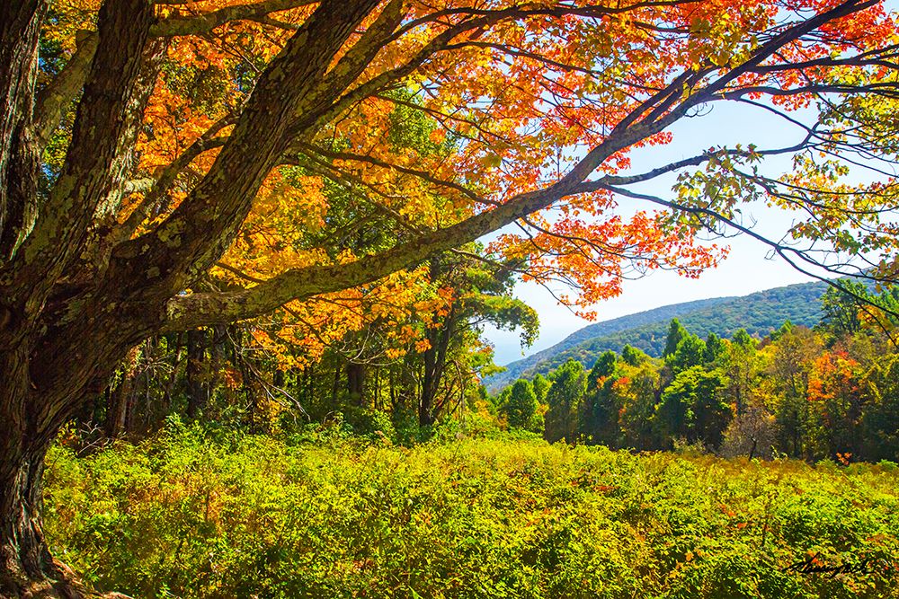 Old Mountain Maple art print by Alan Hausenflock for $57.95 CAD