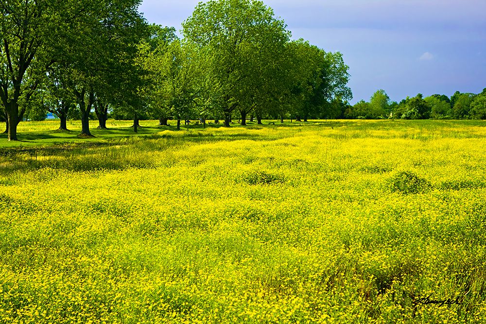 Wildflowers art print by Alan Hausenflock for $57.95 CAD