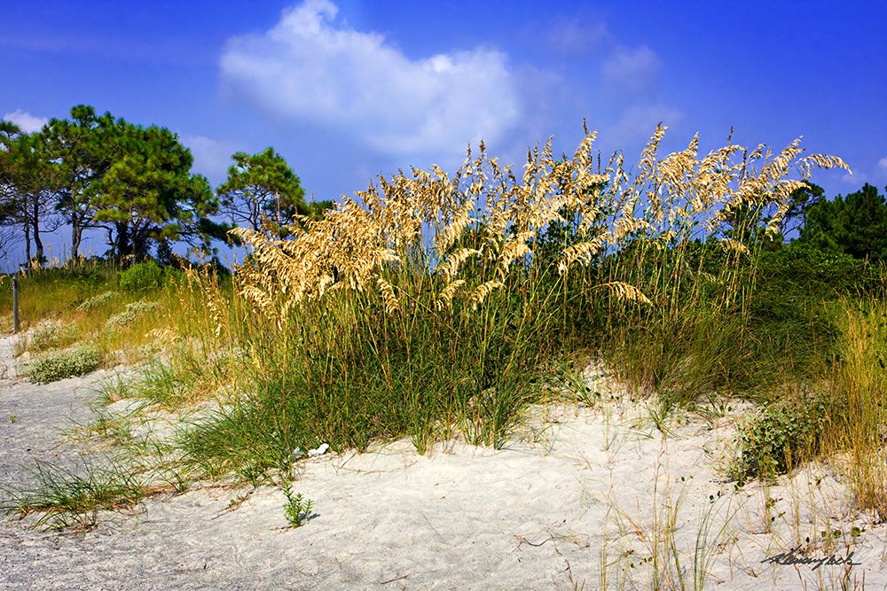Cape Lookout Island art print by Alan Hausenflock for $57.95 CAD