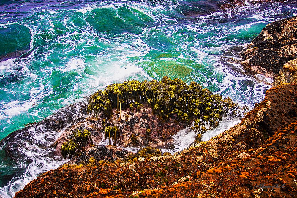 Point Lobos Coastline art print by Alan Hausenflock for $57.95 CAD