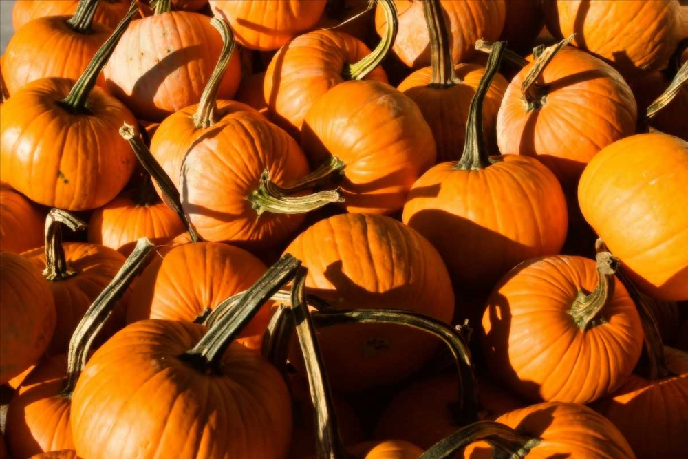 Pumpkins art print by Alan Hausenflock for $57.95 CAD