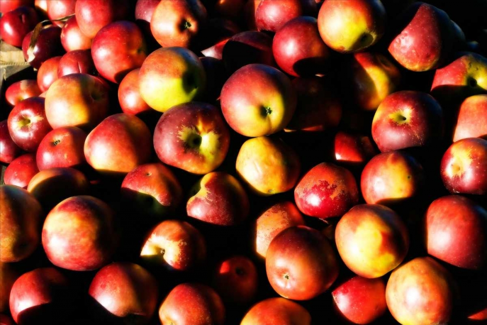 Apples art print by Alan Hausenflock for $57.95 CAD