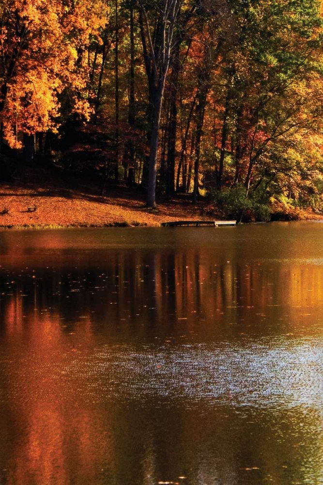 Gold Reflections art print by Alan Hausenflock for $57.95 CAD