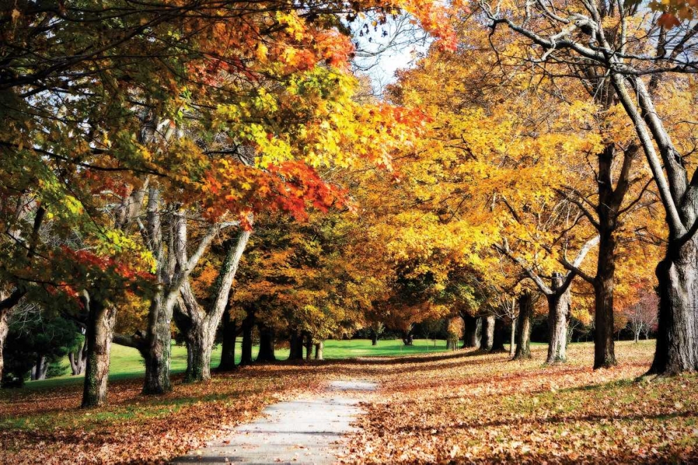 Maymont Maples I art print by Alan Hausenflock for $57.95 CAD