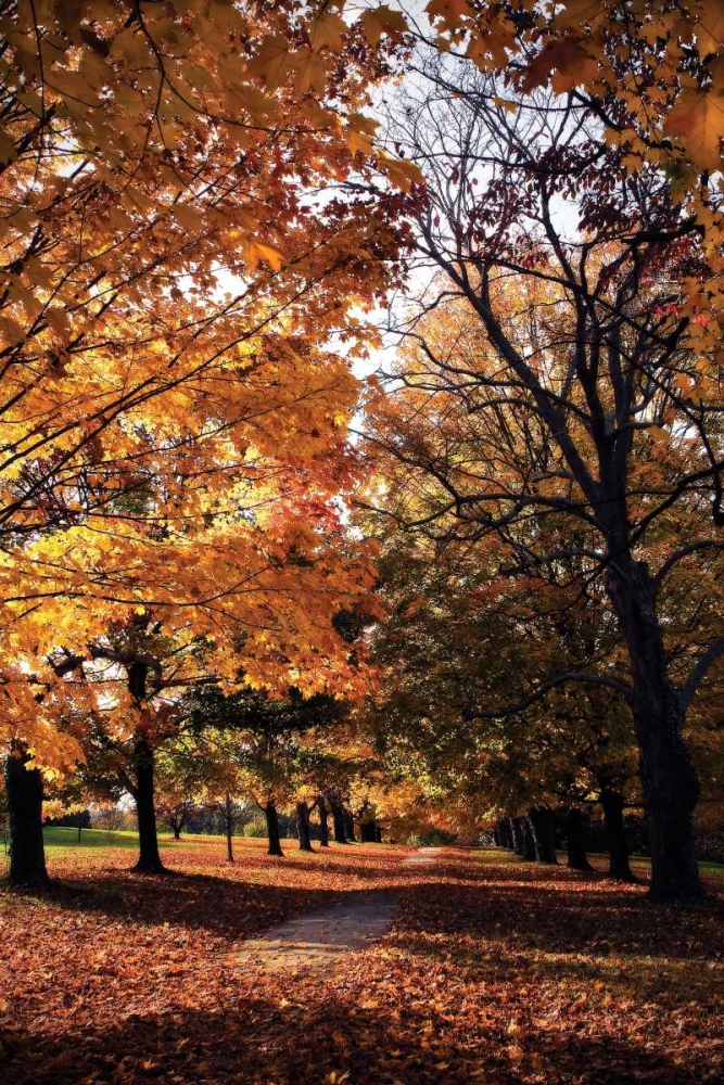 Maymont Maples III art print by Alan Hausenflock for $57.95 CAD