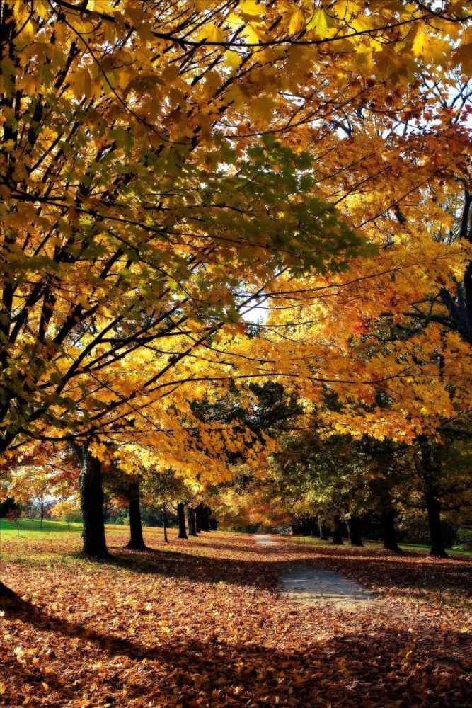 Maymont Maples IV art print by Alan Hausenflock for $57.95 CAD