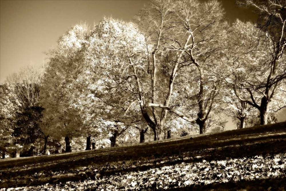 Falling Leaves art print by Alan Hausenflock for $57.95 CAD