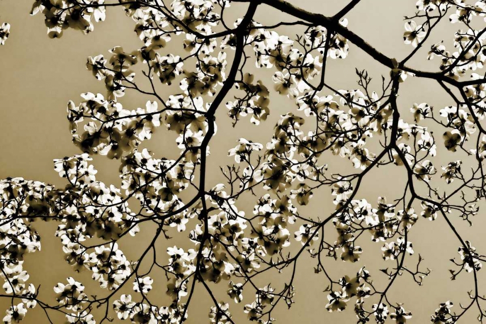 Dogwood II art print by Alan Hausenflock for $57.95 CAD