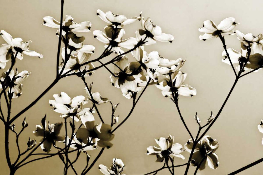 Dogwood III art print by Alan Hausenflock for $57.95 CAD