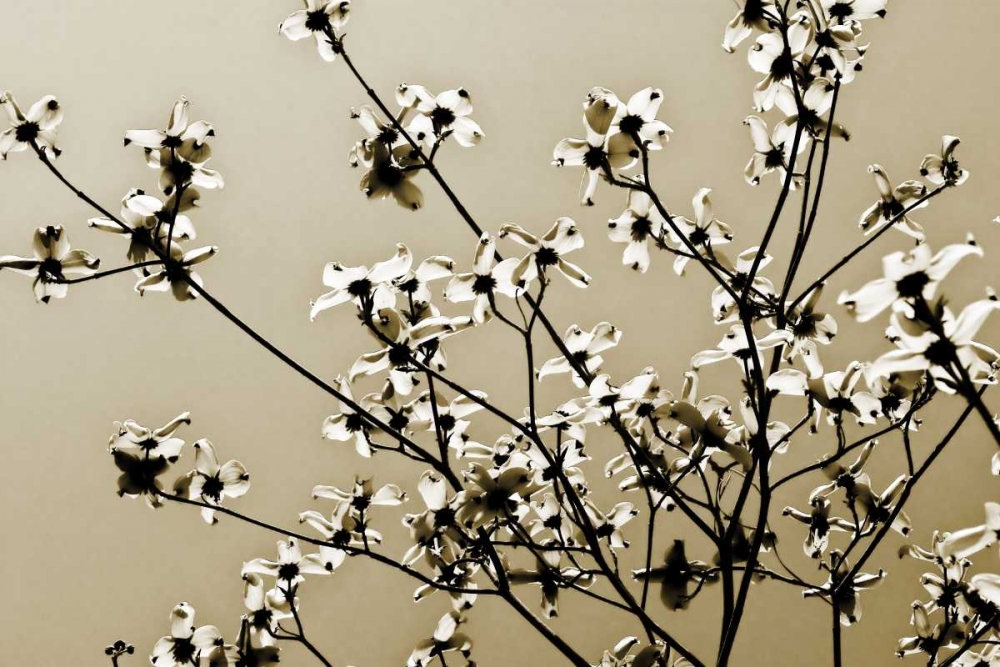 Dogwood IV art print by Alan Hausenflock for $57.95 CAD