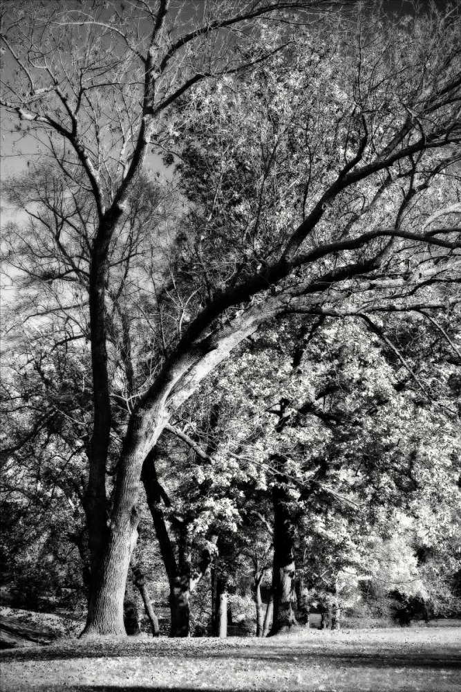 Four Trees art print by Alan Hausenflock for $57.95 CAD