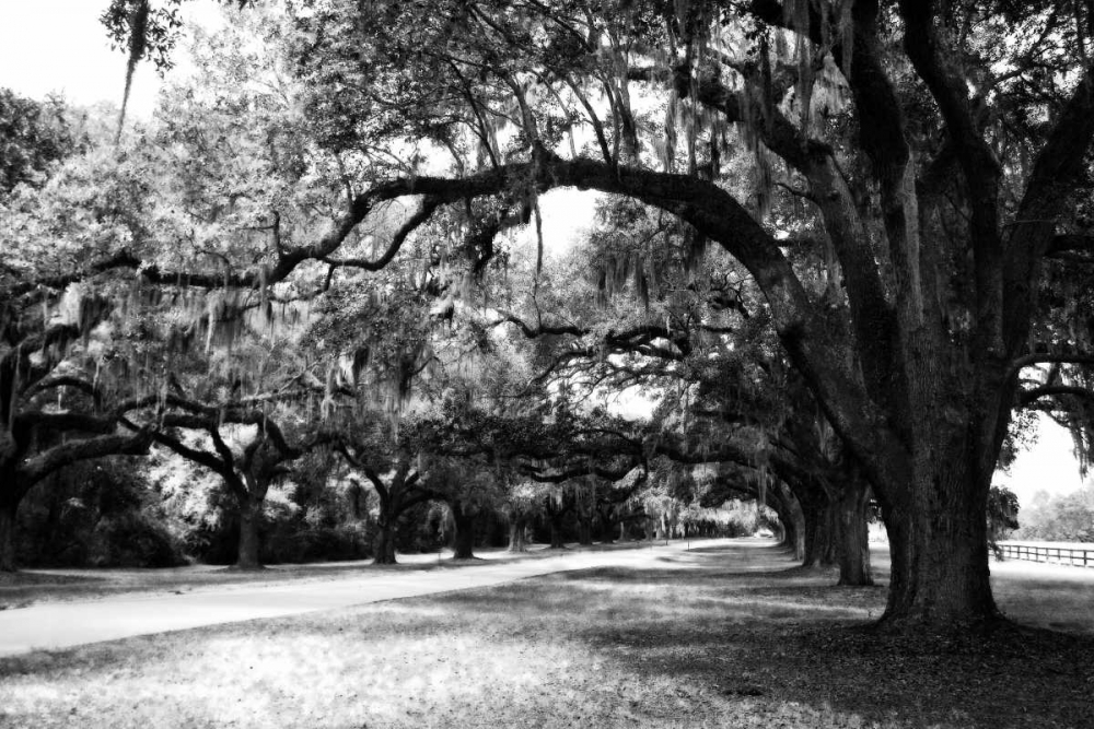 Charleston Oaks IX art print by Alan Hausenflock for $57.95 CAD