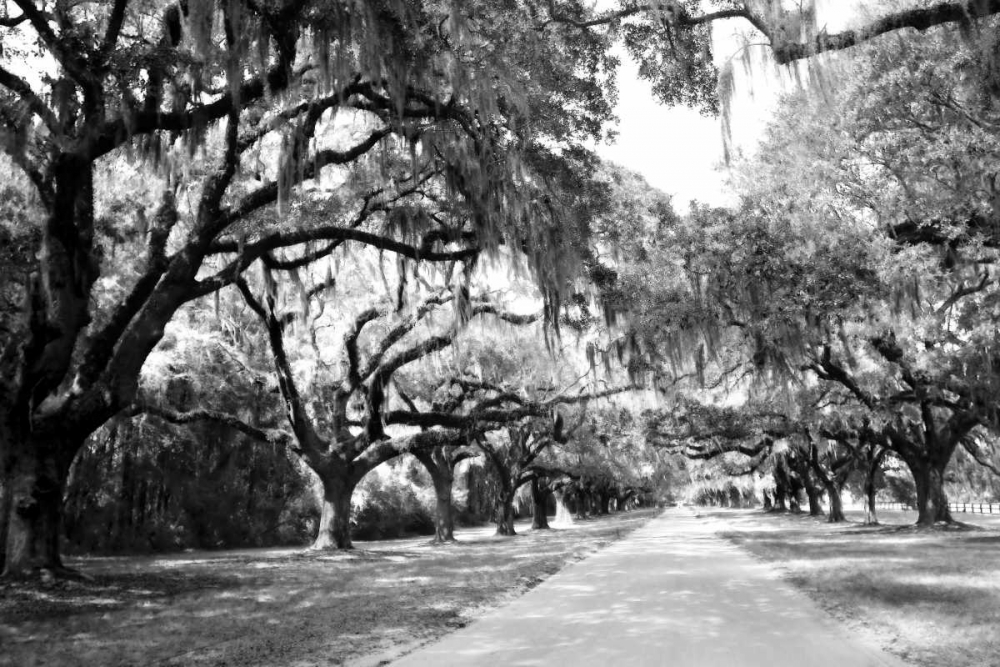 Charleston Oaks I0 art print by Alan Hausenflock for $57.95 CAD