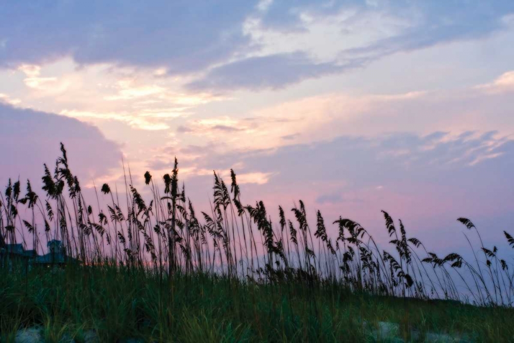 Sea Oats on Lavender I art print by Alan Hausenflock for $57.95 CAD
