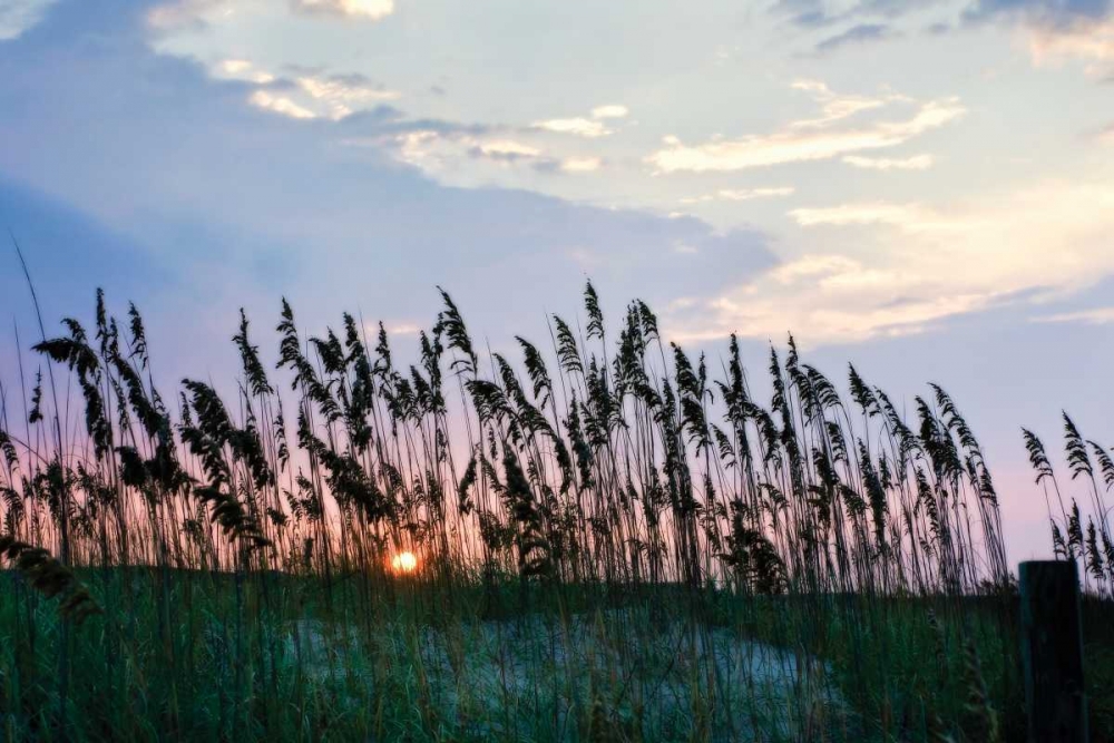 Sea Oats on Lavender II art print by Alan Hausenflock for $57.95 CAD