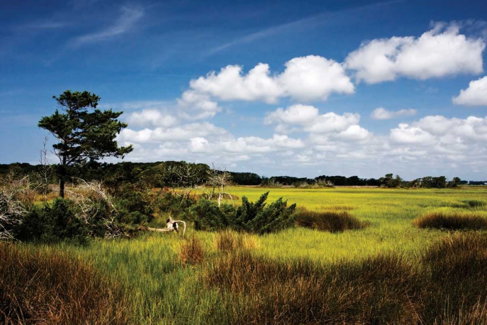 Marshland I art print by Alan Hausenflock for $57.95 CAD