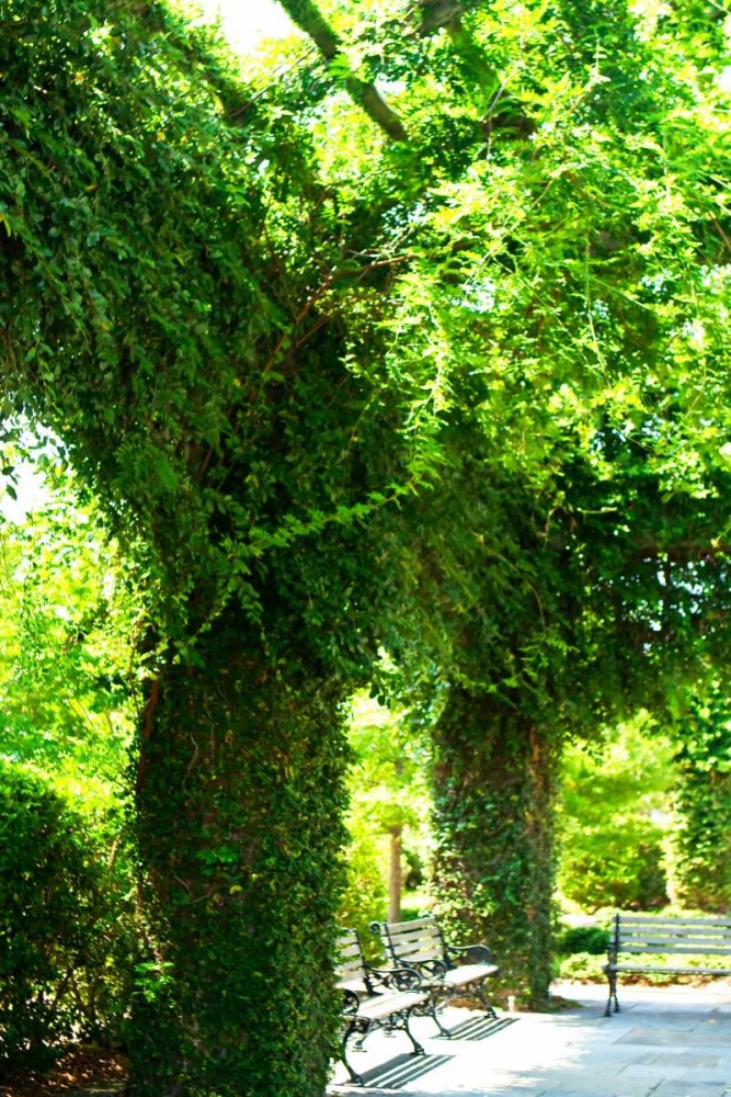 Ivy II art print by Alan Hausenflock for $57.95 CAD