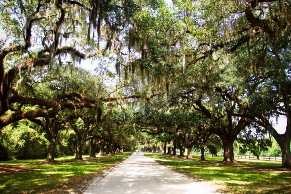 Charleston Oaks I art print by Alan Hausenflock for $57.95 CAD