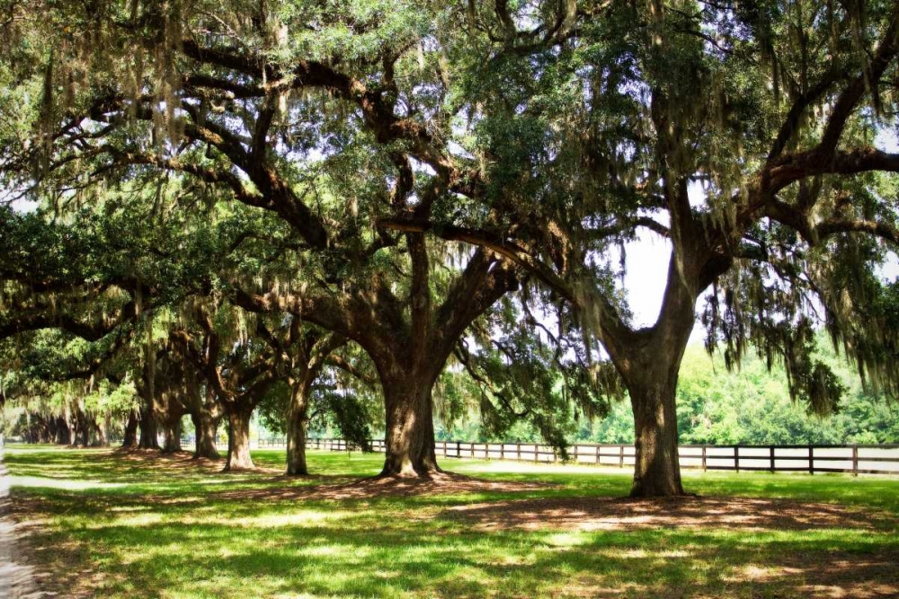 Charleston Oaks II art print by Alan Hausenflock for $57.95 CAD