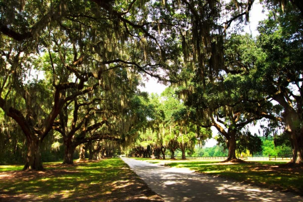 Charleston Oaks III art print by Alan Hausenflock for $57.95 CAD