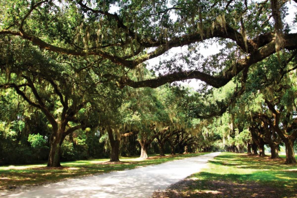 Charleston Oaks IV art print by Alan Hausenflock for $57.95 CAD