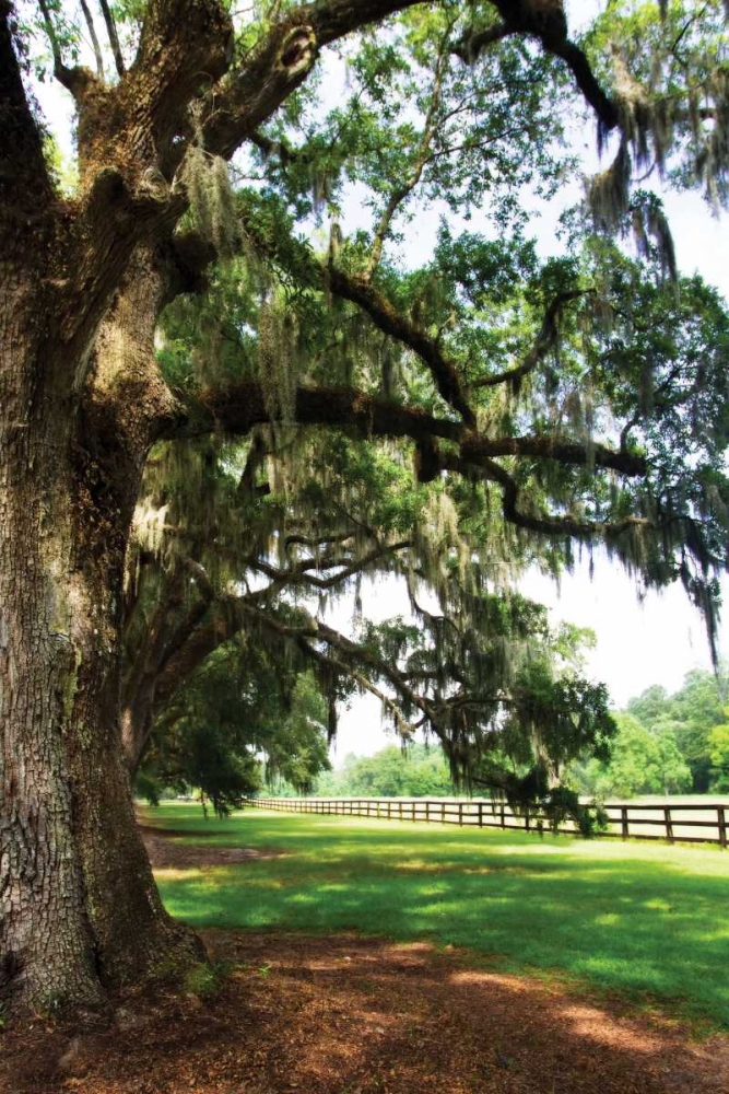 Charleston Oaks V art print by Alan Hausenflock for $57.95 CAD