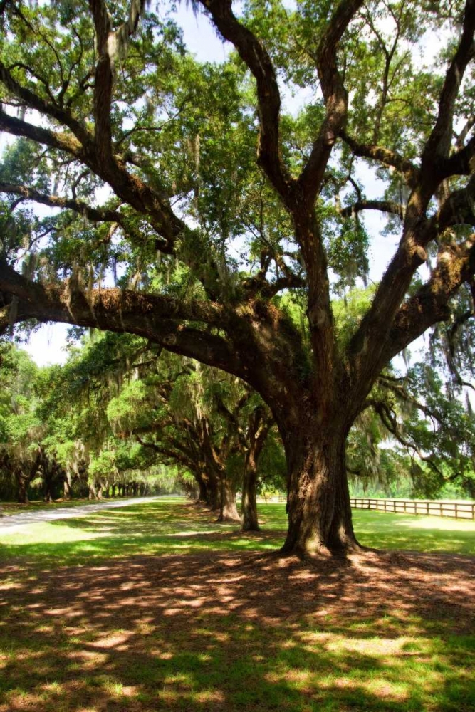 Charleston Oaks VI art print by Alan Hausenflock for $57.95 CAD